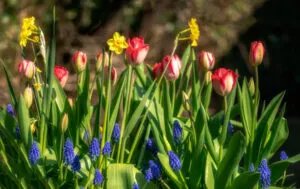 Spring has Sprung image